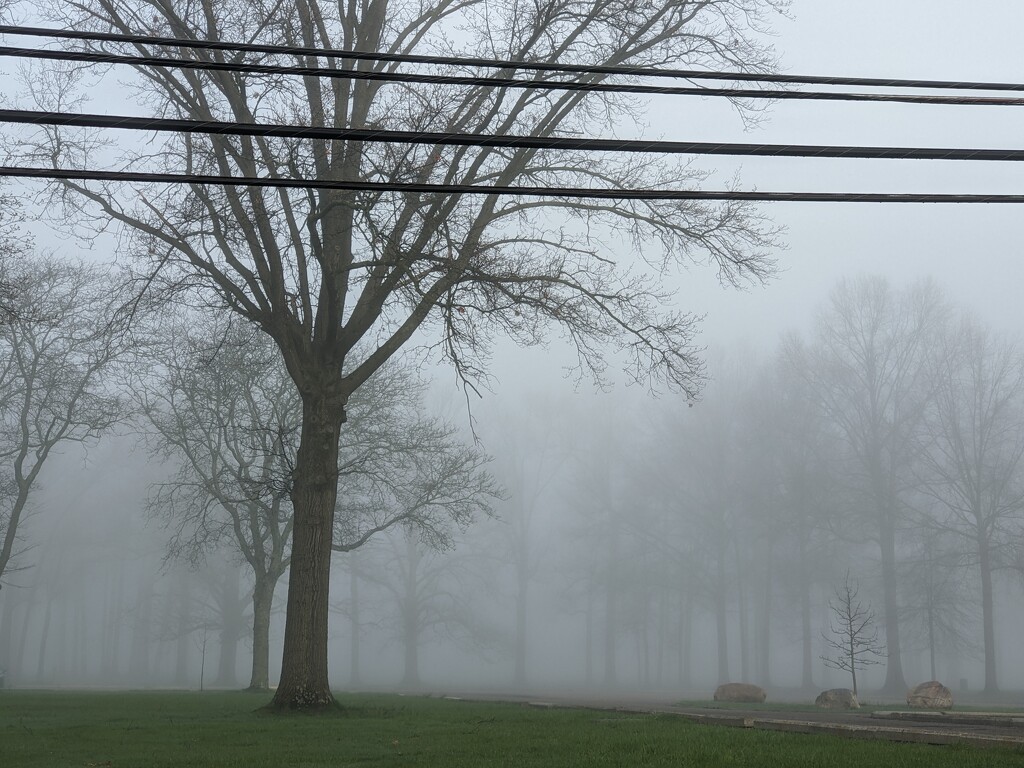 Foggy Morning  by photogypsy