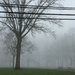 Foggy Morning  by photogypsy