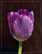 23rd Apr 2022 - Purple Tulip