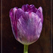 Purple Tulip by gardencat