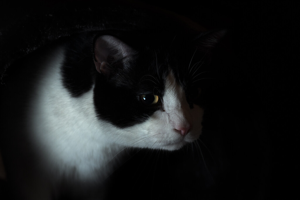 Sylvester Chiaroscuro by swchappell