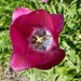 Tulip by samcat