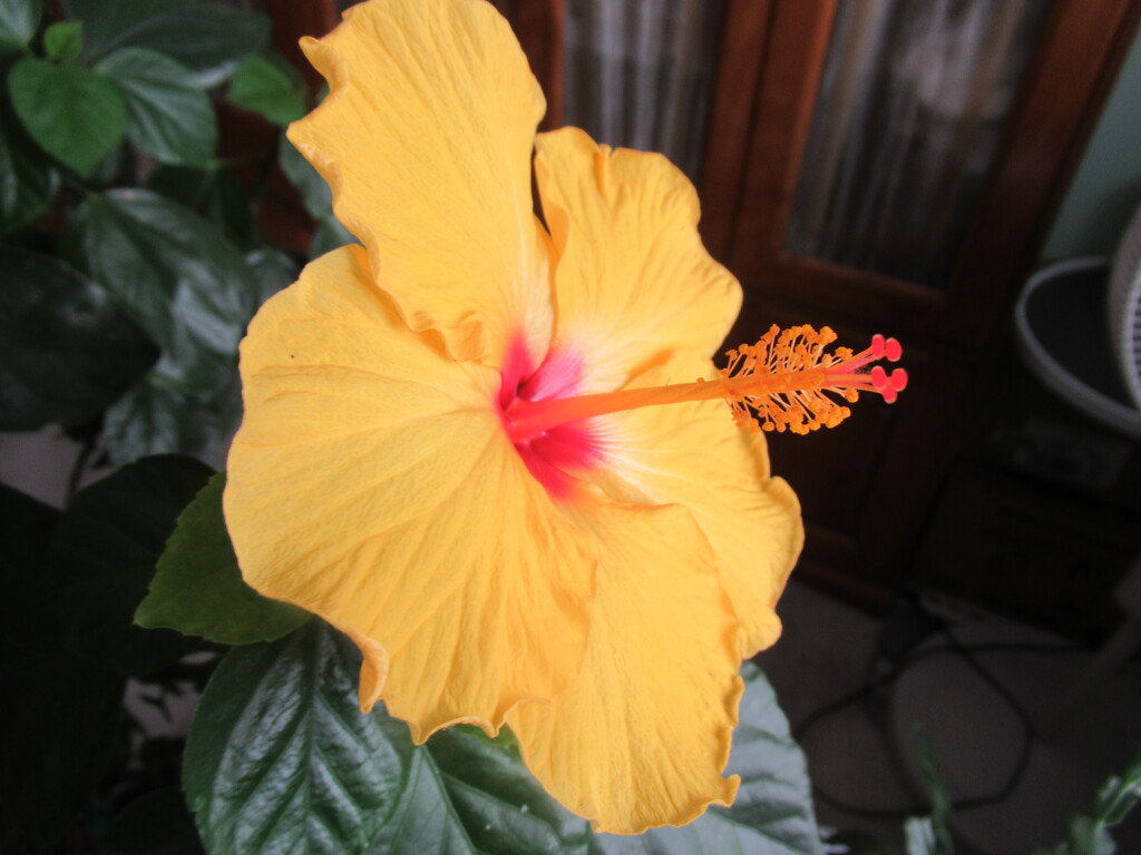 Our hibiscus tree survived another winter .... by bruni