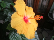 23rd Apr 2022 - Our hibiscus tree survived another winter ....
