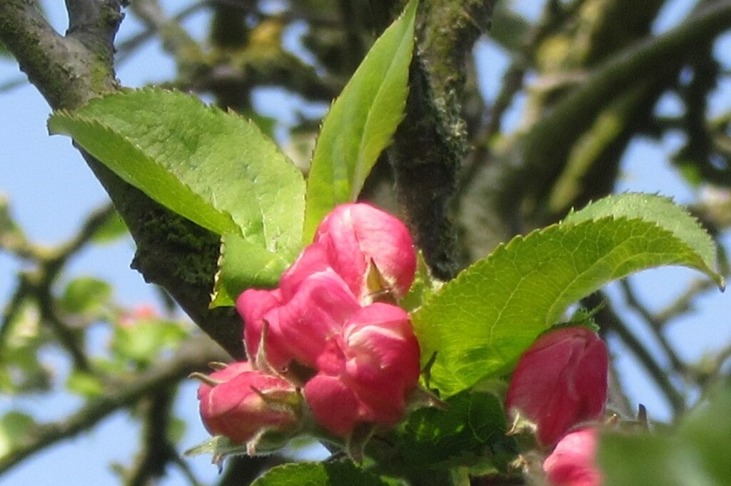 Apple Blossom by lellie