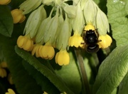 23rd Apr 2022 - Cowslips with bee