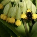 Cowslips with bee by orchid99
