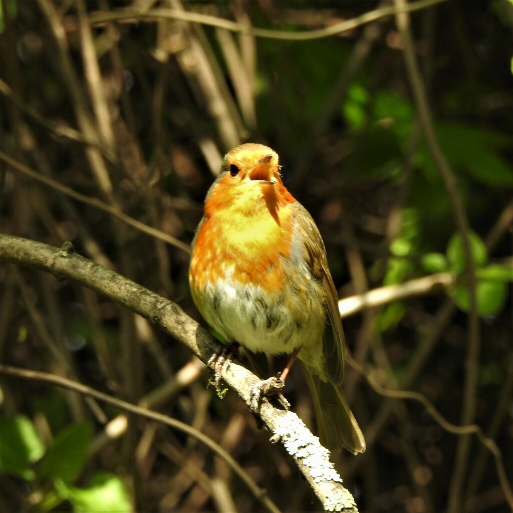 Robin by oldjosh