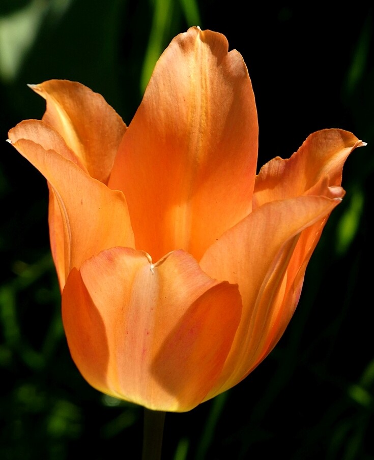 Tulip by fishers
