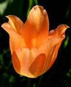 23rd Apr 2022 - Tulip