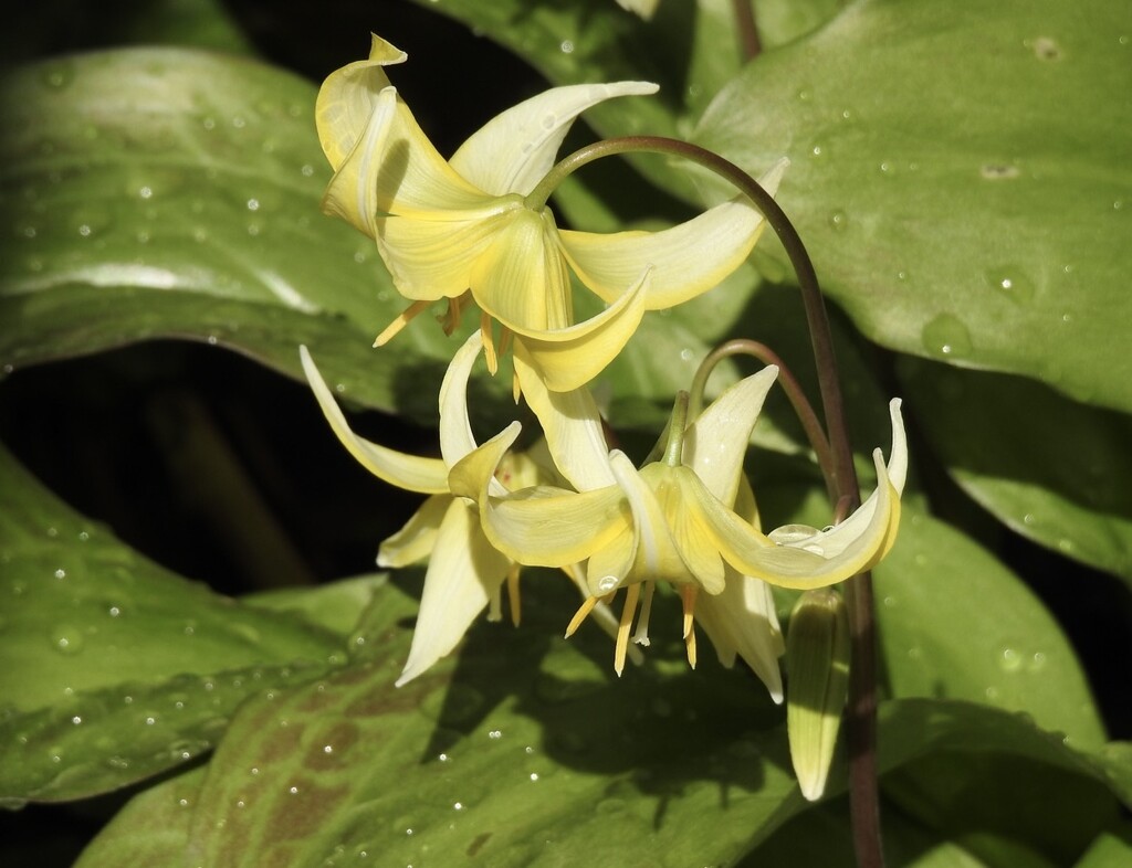 Dog Tooth Violet (Erythronium) by susiemc