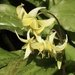 Dog Tooth Violet (Erythronium) by susiemc