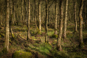 23rd Apr 2022 - To the woods...........