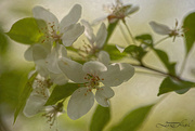 22nd Apr 2022 - Crabapple Blossoms