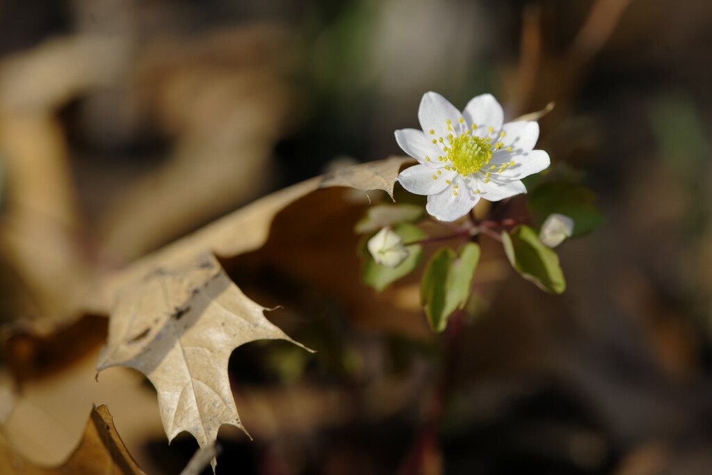rue anemone by a leaf by rminer
