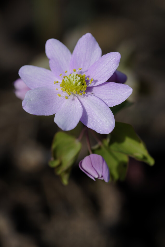 Anemone by rminer