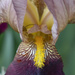 Iris closeup by k9photo
