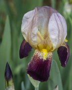 21st Apr 2022 - Iris flower