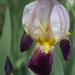 Iris flower by k9photo