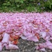 Flower confetti.. by happypat