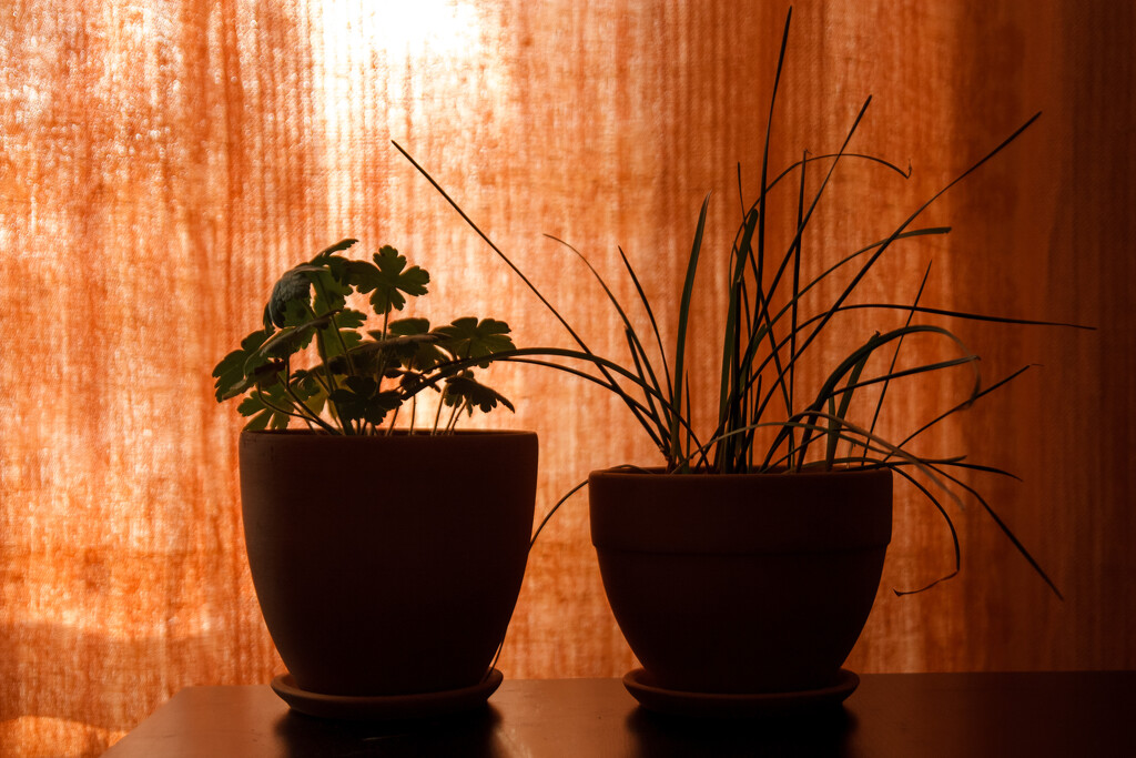 Absolutely indoor plants by daryavr