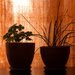 Absolutely indoor plants by daryavr