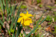 23rd Apr 2022 - Daffodil