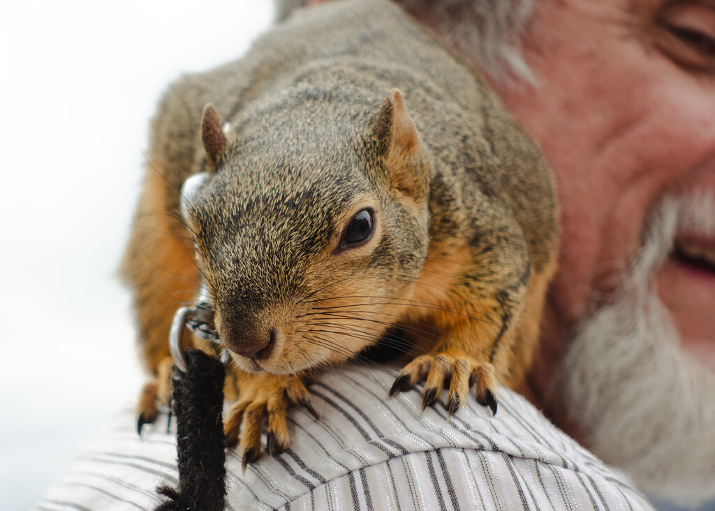 Pet Squirrel by jpweaver