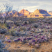 Tonto West Purple Cacti by kvphoto