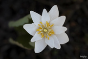 23rd Apr 2022 - Such a pretty little flower