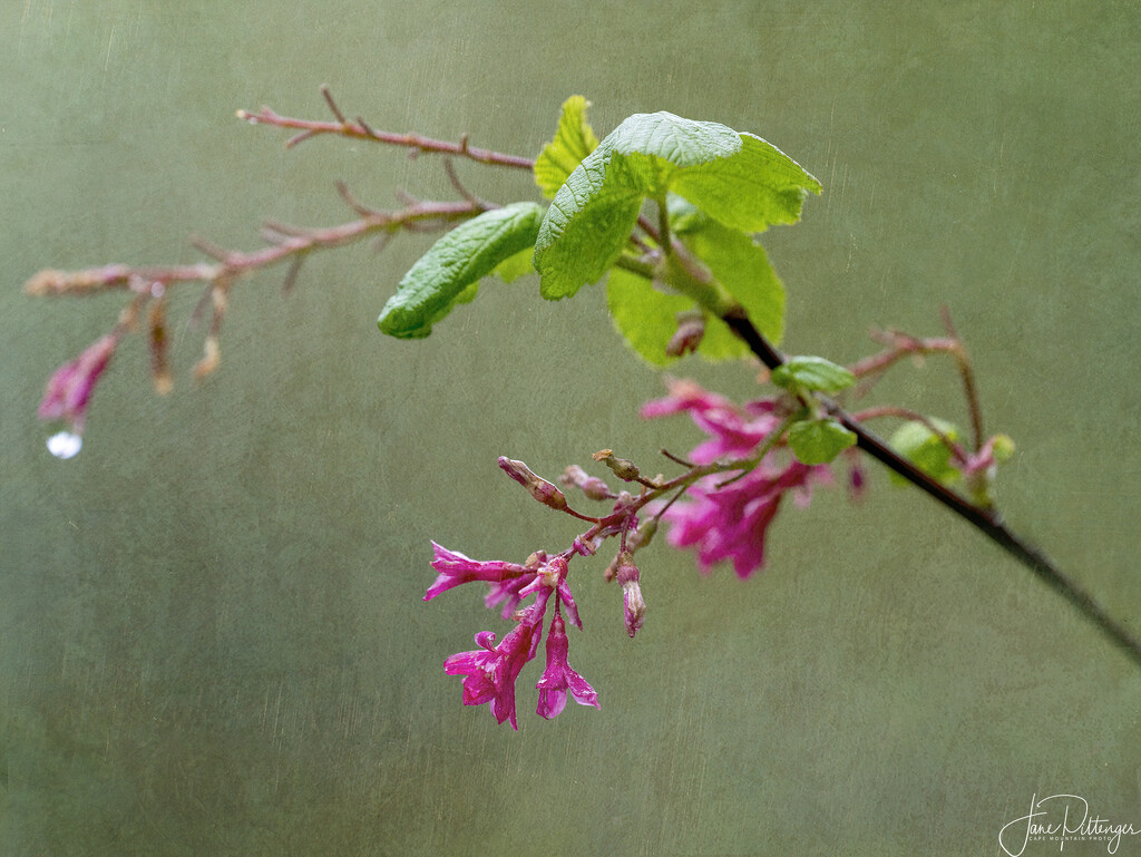 Flowering Currant  by jgpittenger