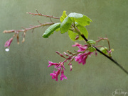 23rd Apr 2022 - Flowering Currant 