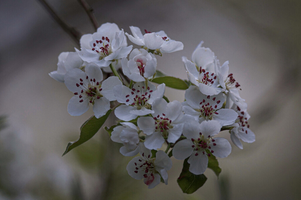 Blossoms on the old pear tree by berelaxed
