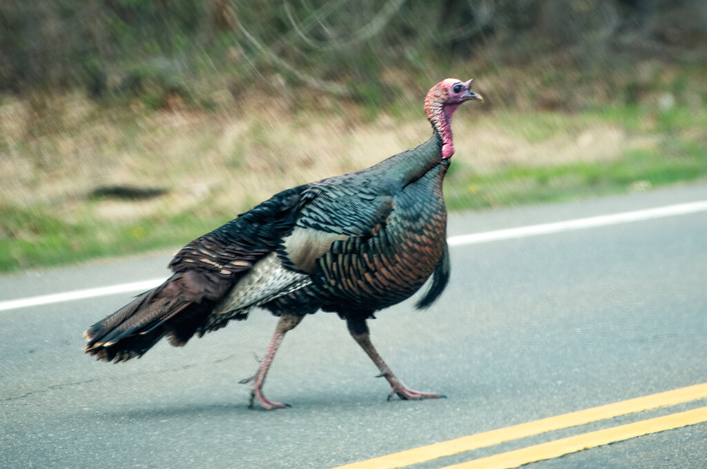 Why did the "turkey" cross the road? by mccarth1
