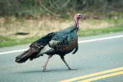 23rd Apr 2022 - Why did the "turkey" cross the road?