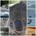 Australian creatures and features by mirroroflife