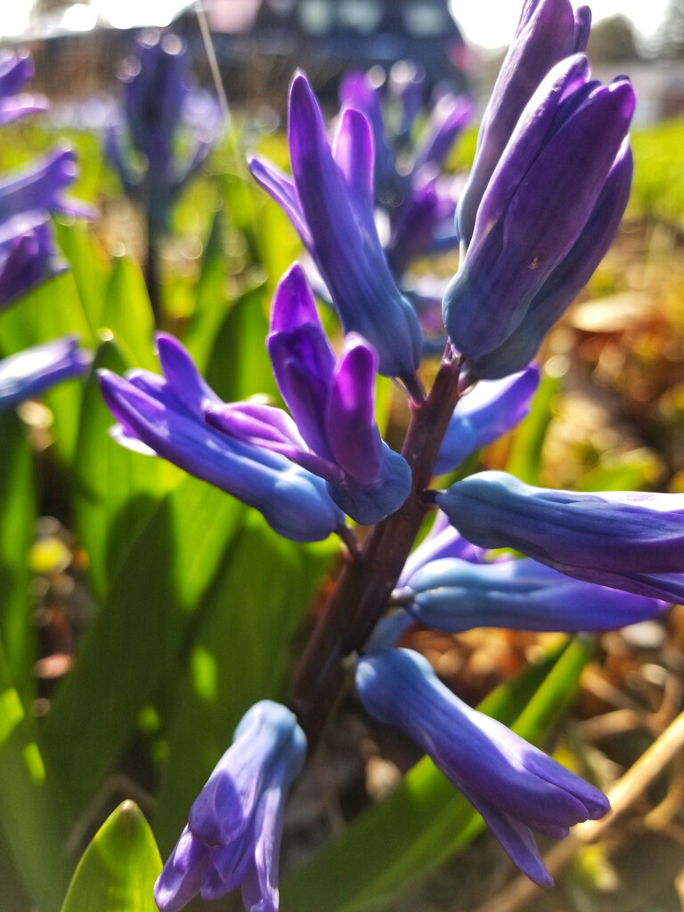 Hyacinth explosion by ljmanning