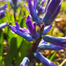 Hyacinth explosion by ljmanning