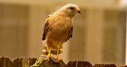 23rd Apr 2022 - Red Shouldered Hawk With It's Snack!