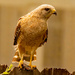 Red Shouldered Hawk With It's Snack! by rickster549