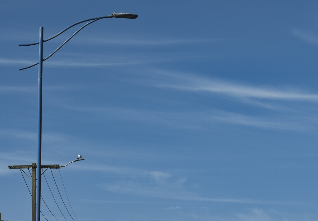 Light pole and power lines by dkbarnett