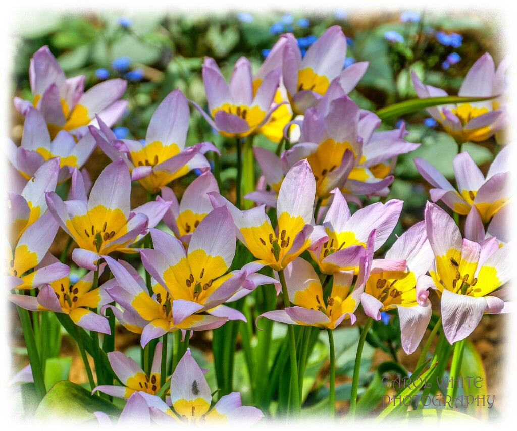 Tulips (Lilac Wonder) by carolmw
