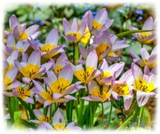 24th Apr 2022 - Tulips (Lilac Wonder)
