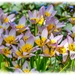 Tulips (Lilac Wonder) by carolmw