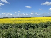 24th Apr 2022 - The mustard field 