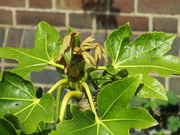 24th Apr 2022 - New little leaves on Fatsia in Church garden.