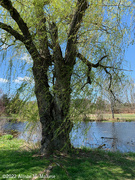 22nd Apr 2022 - Weeping Willow