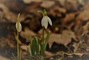 23rd Mar 2022 - Day 83: Snow Drops !