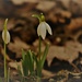 Day 83: Snow Drops ! by jeanniec57