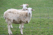 24th Apr 2022 - A couple of sheep